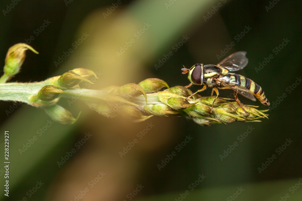 Bee on green tree Living in the nature of insects. Bee on green tree Living in the nature of insects.