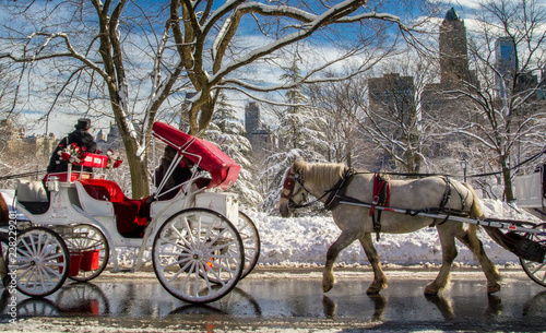 Carriage horses walk past on a snowy day in Central Park
