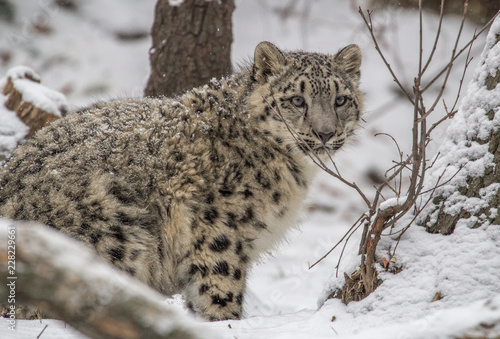 Snow leopard cub standing in the snow © Cristin