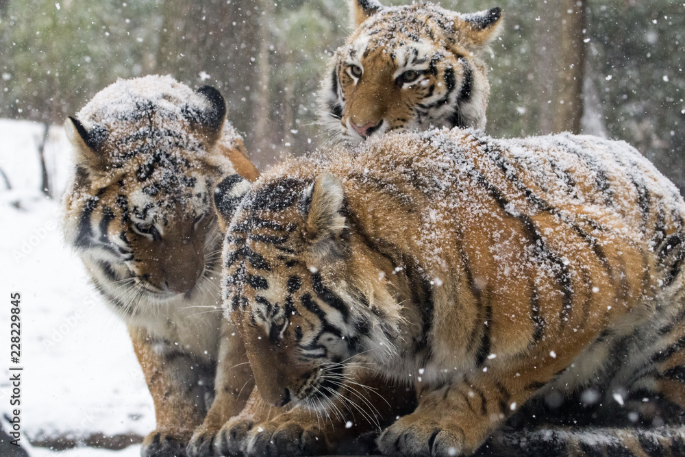 Obraz premium Snow falling on tigers that are cuddling on a rock