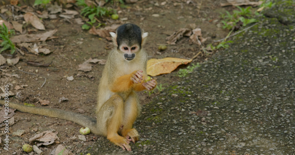 Obraz premium Squirrel Monkey in zoo park