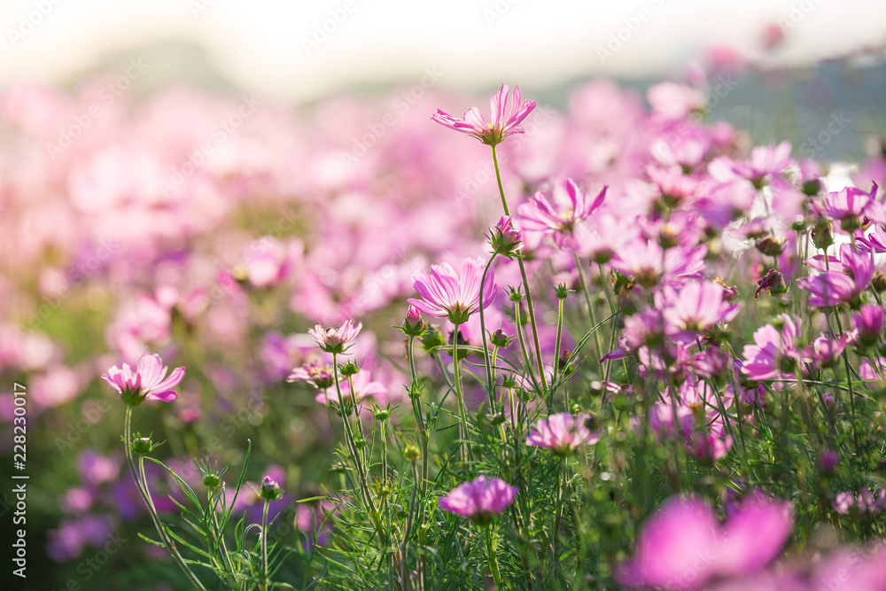 pink Cosmos Flower Field With sunlight pink Cosmos Flower Field With sunlight