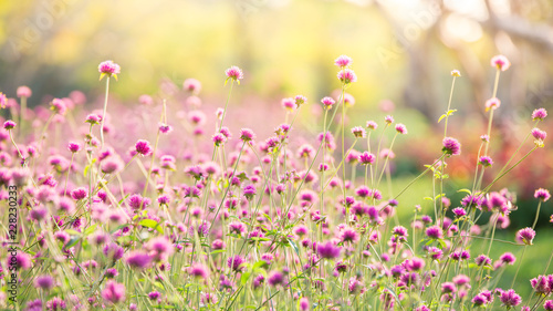 amaranth Flower Field With sunlight