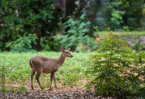 Принти на полотні Deer in the zoo