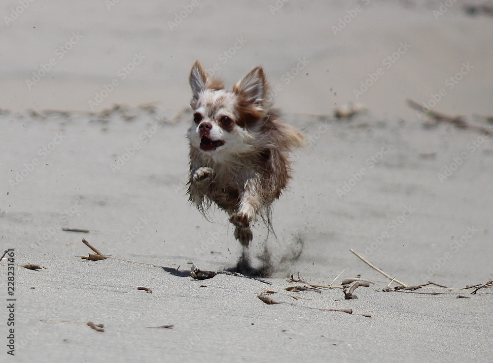 Fototapeta premium 飛ぶチワワ