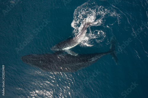 Female whale and calf swimming in sea photo