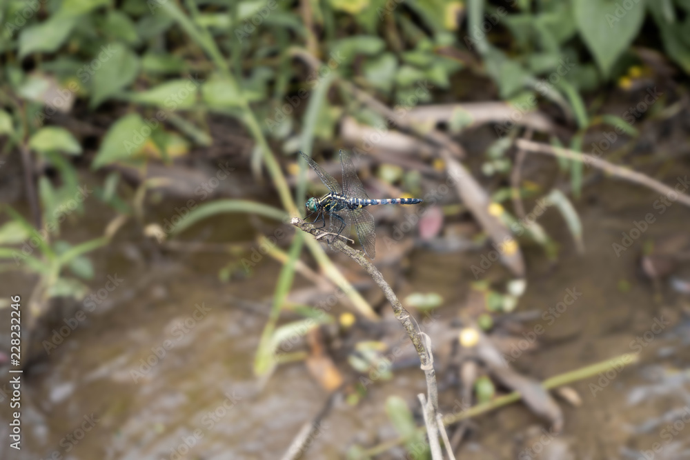 Tiger dragonfly in the nature catching on branch tree Tiger dragonfly in the nature catching on branch tree