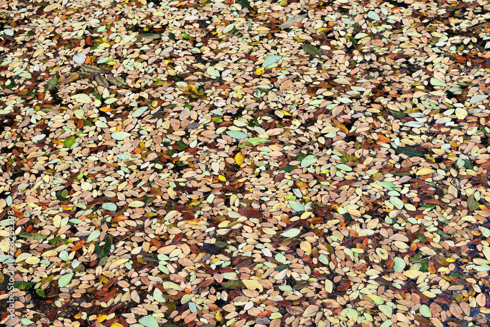 Multi color surface consists of many small leaves , Abstract background and texture for add text or graphic design
