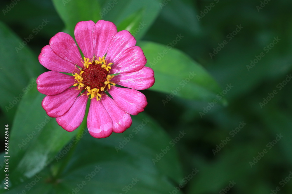 Fototapeta premium Top view of pink zinnia flower in the garden