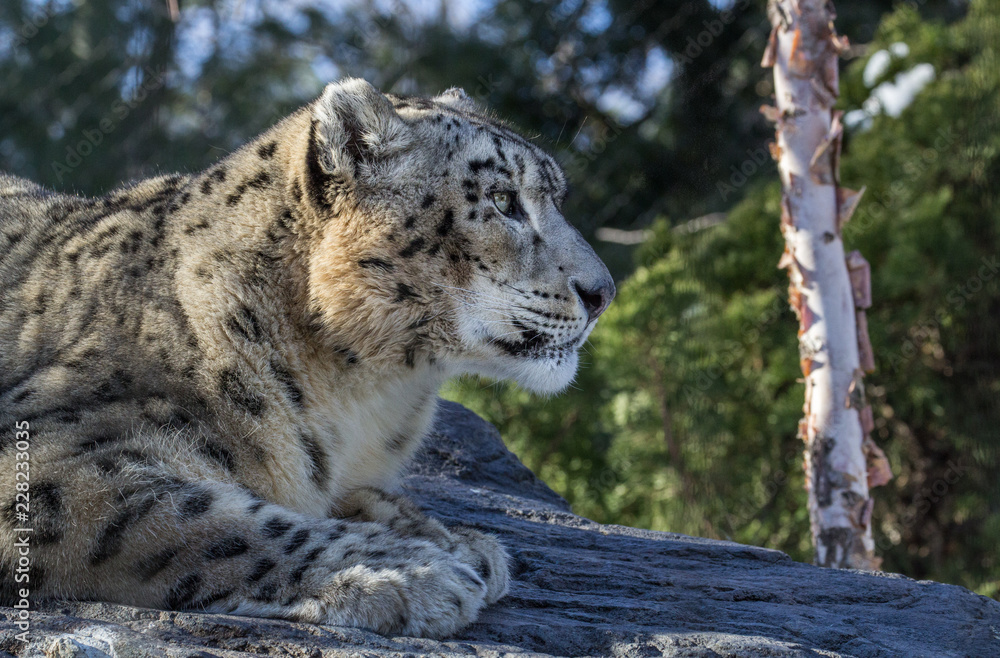 Obraz premium Snow leopard relaxes on a rock and gazes off to the side