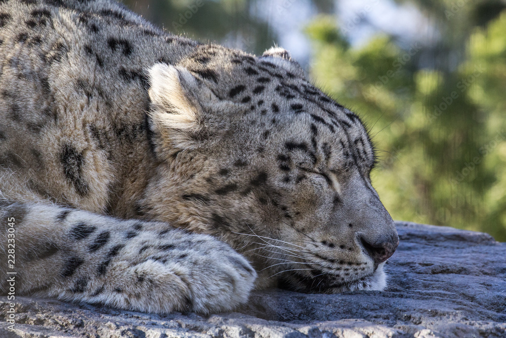 Snow leopard relaxes on a rock with eyes closed, close up profile portrait of face Snow leopard relaxes on a rock with eyes closed, close up profile portrait of face