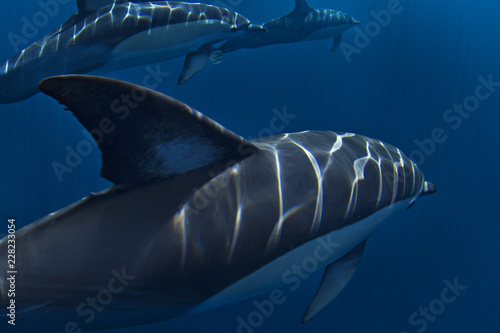 Dolphins swimming undersea