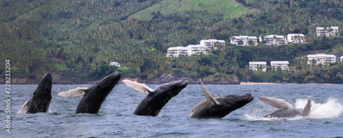 Baby humpback whale calf breaching (jumping) out of the ocean in front of an island