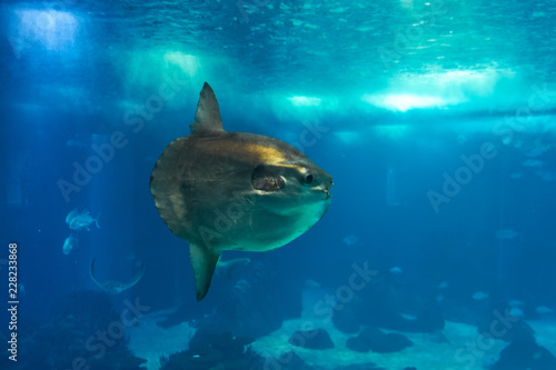 The ocean sunfish or common mola (Mola mola) in the Lisbon Oceanarium in Portugal. © Serg Zastavkin