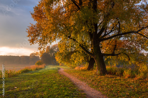 Obraz na płótnie Park at autumn in Falenty near Raszyn, Masovia, Poland w salonie