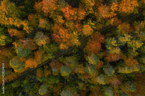Herbst, bunte Bäume senkrecht nach unten fotografiert aus der Luft via Drohne bzw. Quadrocopter, farbenspiel der tollen Jahreszeit