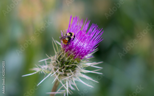 Bee on Thistle