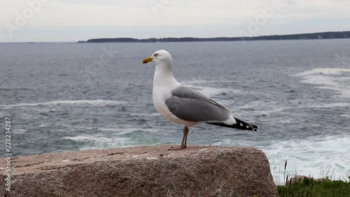 Seagull by the sea in Canada. Recorded with a canon 6d in 2016. photo