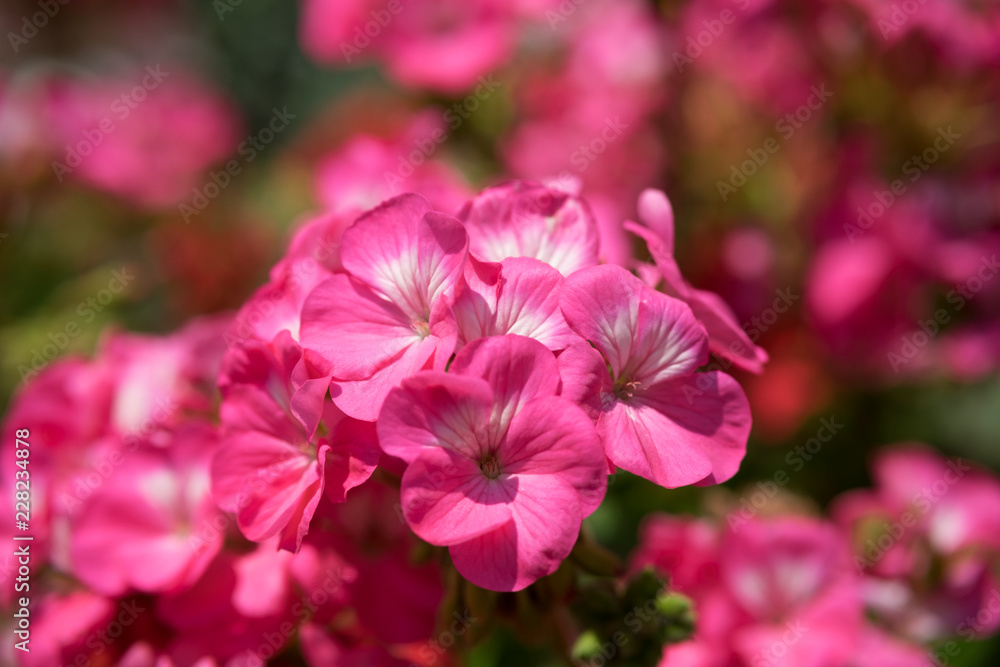 pink flower in the garden.
