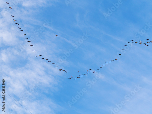 flock of geese in flight