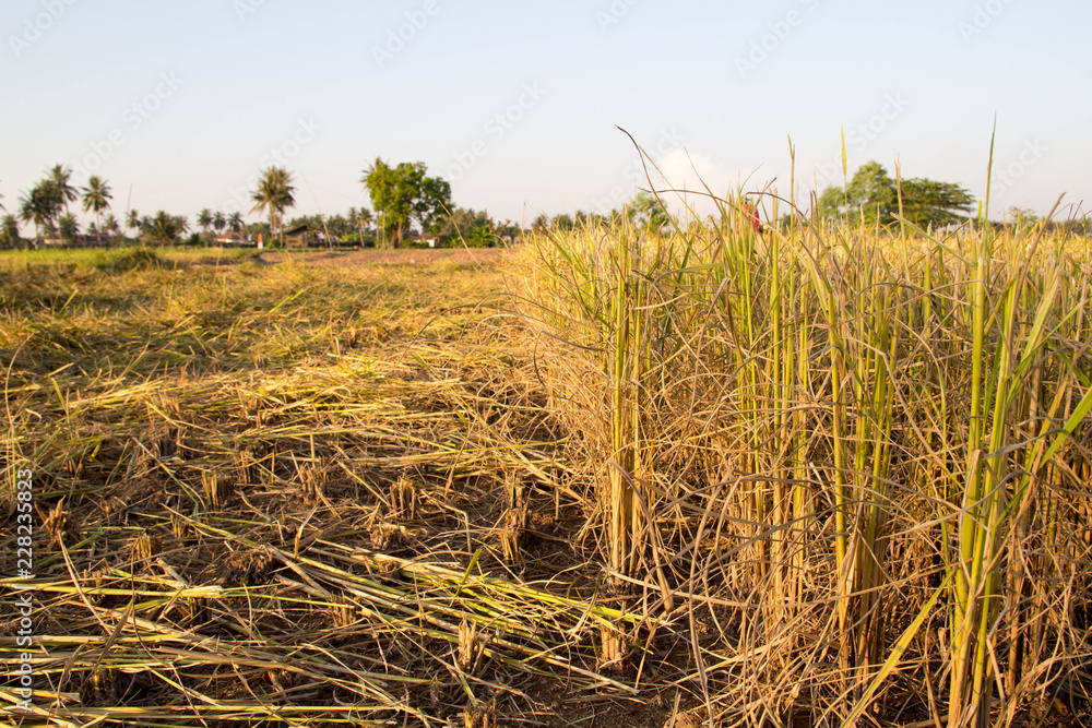 Fototapeta premium Rice straw after harvested
