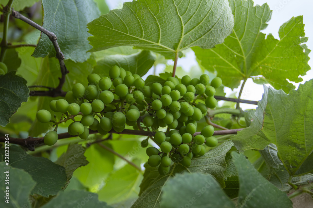 Green and young grape cluster in the tree. Green grape cluster. New green grape in the vineyard. Green and young grape cluster in the tree. Green grape cluster. New green grape in the vineyard.