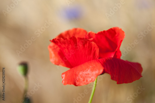 Fototapeta Naklejka Na Ścianę i Meble -  Mohnblume
