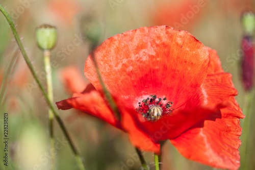 Fototapeta Naklejka Na Ścianę i Meble -  Mohnblüte