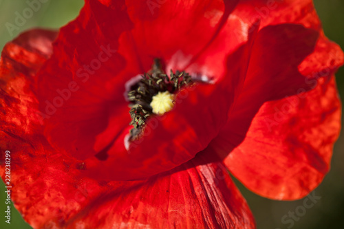 Fototapeta Naklejka Na Ścianę i Meble -  eine Mohnblume