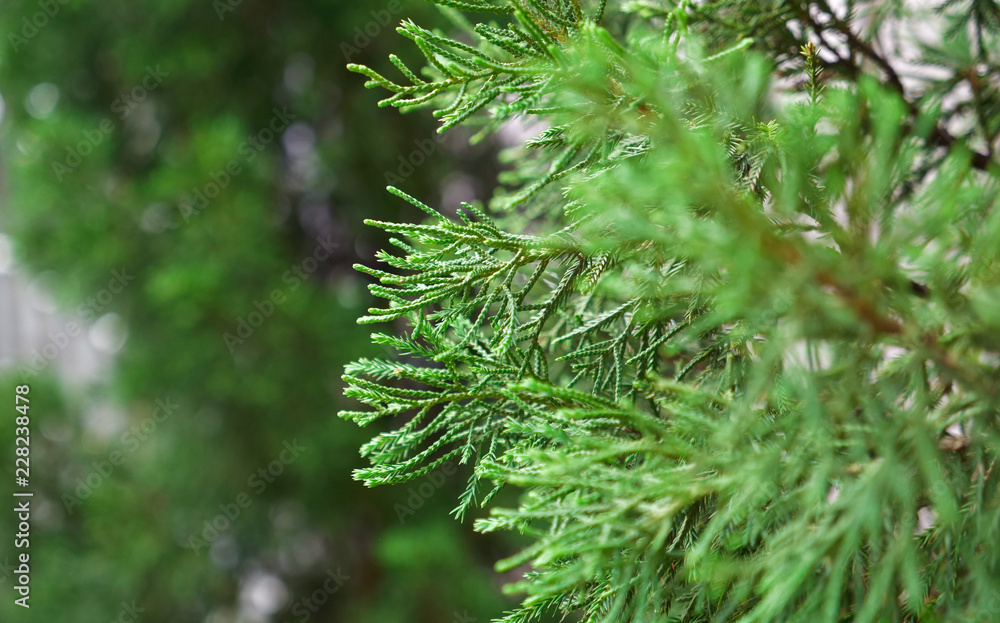 green fresh pine with blur background copyspace , selective focus , chirstmas concept.