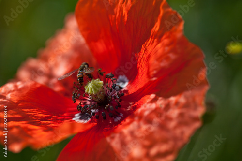 Fototapeta Naklejka Na Ścianę i Meble -  Mohnblüte mit Wespe