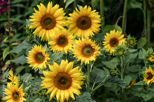 Gruppe von Sonenblumen im Sonneschein