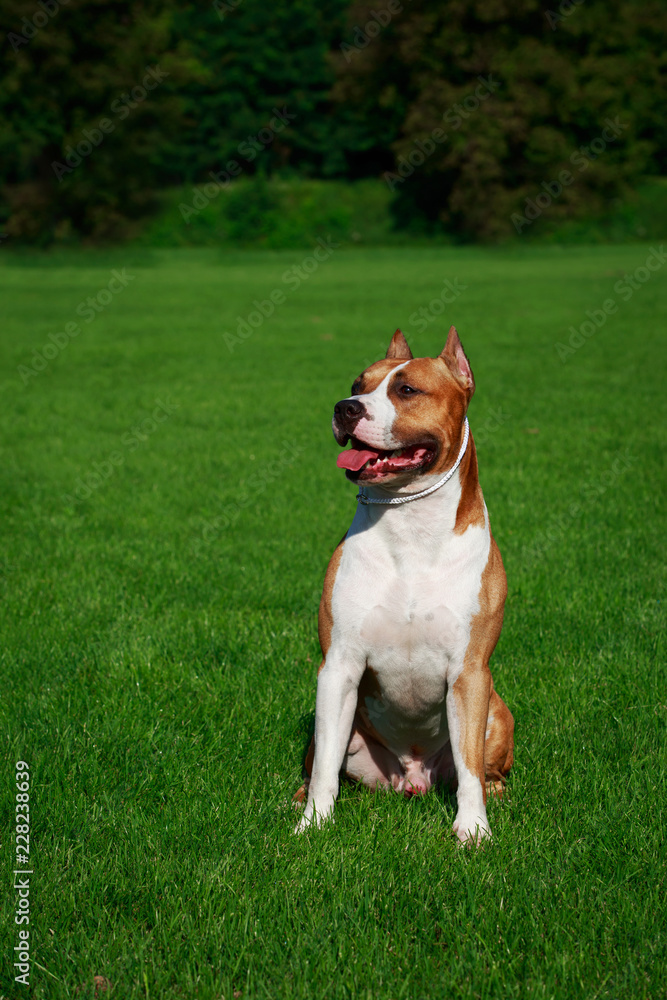 Dog breed American Staffordshire Terrier Dog breed American Staffordshire Terrier