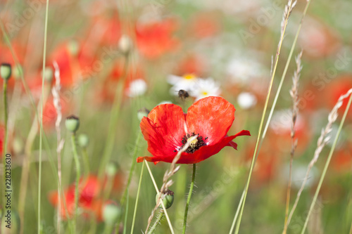Fototapeta Naklejka Na Ścianę i Meble -  Mohnblumen und Margeritten