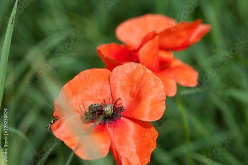 Fototapeta Naklejka Na Ścianę i Meble -  Mohnblumen