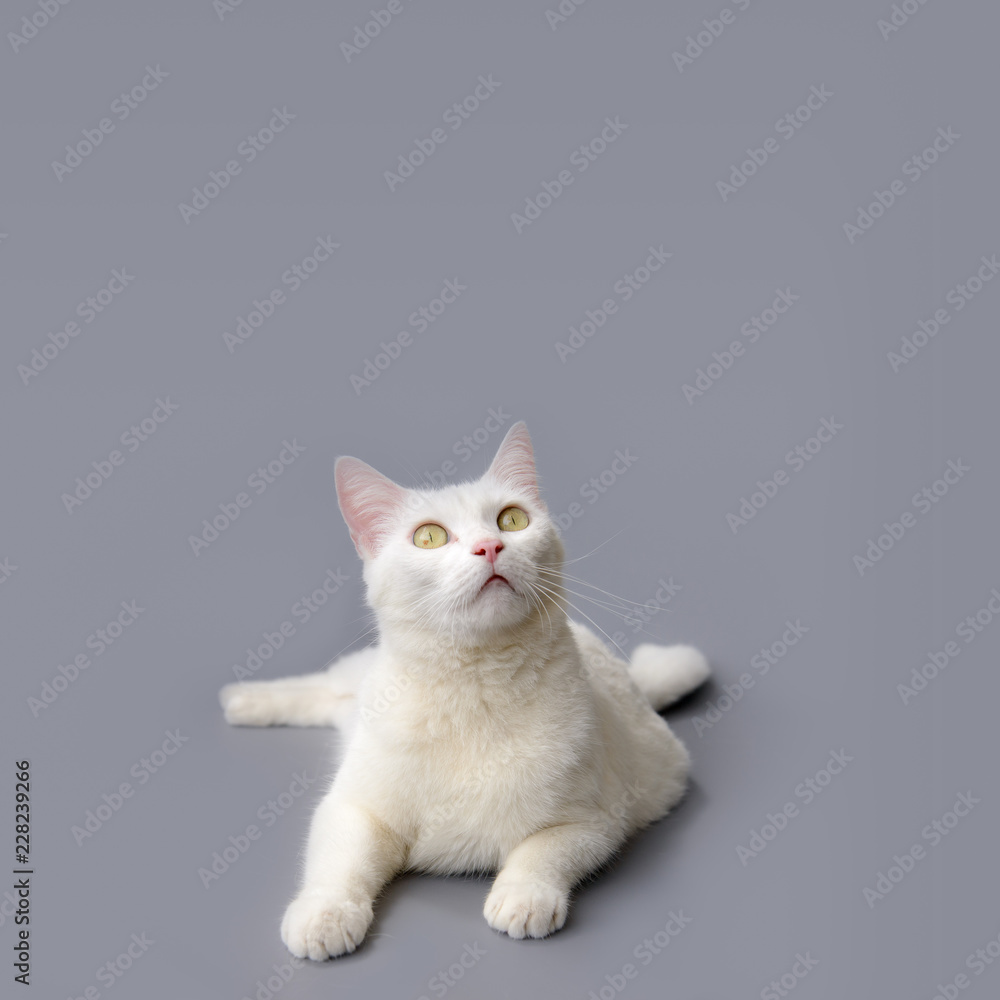 Obraz premium cute White cat on gray background