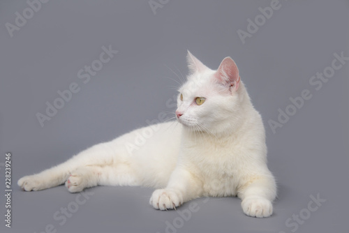 Fototapeta Naklejka Na Ścianę i Meble -  cute White cat on gray background
