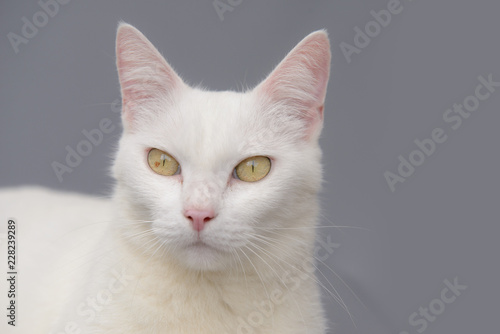 cute White cat on gray background © joesayhello