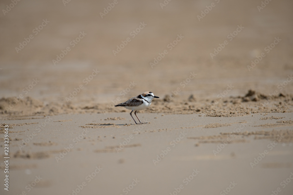 Male Malaysian plover is a small wader that nests on beaches and salt flats in Southeast Asia. Male Malaysian plover is a small wader that nests on beaches and salt flats in Southeast Asia.