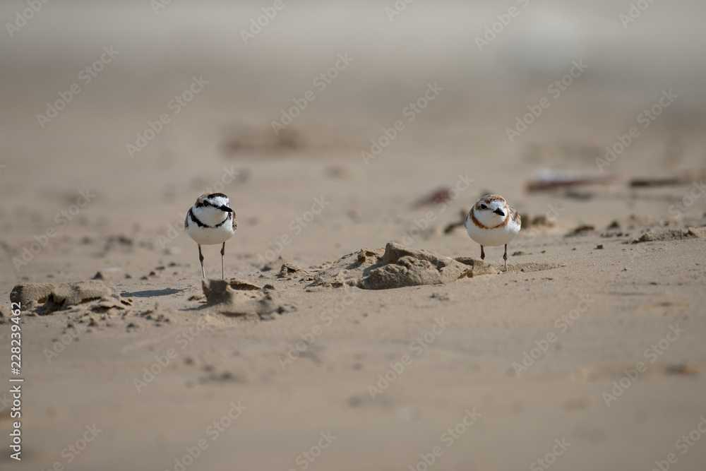 Male Malaysian plover is a small wader that nests on beaches and salt flats in Southeast Asia. Male Malaysian plover is a small wader that nests on beaches and salt flats in Southeast Asia.
