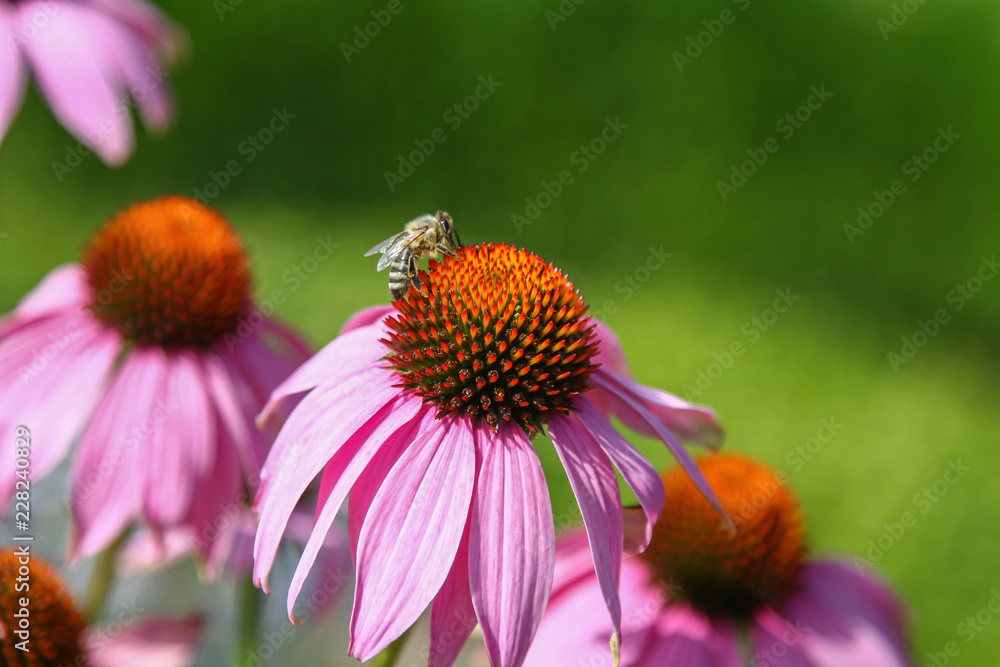 großaufnahme von Blüten des Sonnenhutes in Pink mit Biene