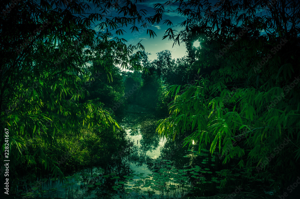 Fototapeta Spokojna rzeka i bambusowe drzewa w parku narodowym. Spokój natura tło.