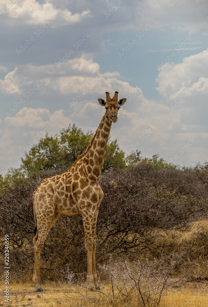 Obraz premium A Giraffe stands tall isolated in the African wilderness image with copy space in portrait format