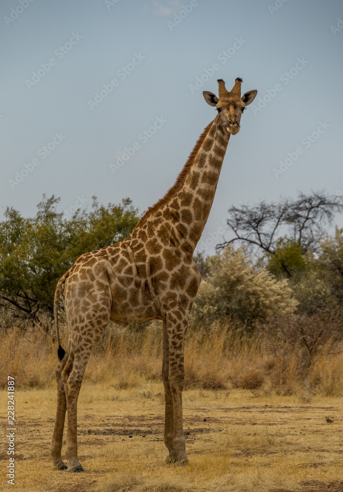 Obraz premium A Giraffe stands tall isolated in the African wilderness image with copy space in portrait format