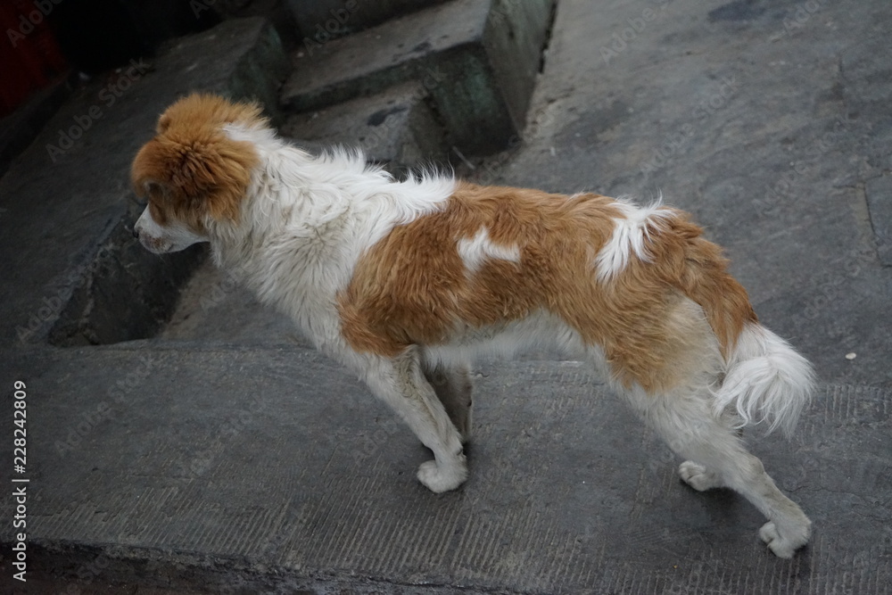 Stray Dog in Tibet