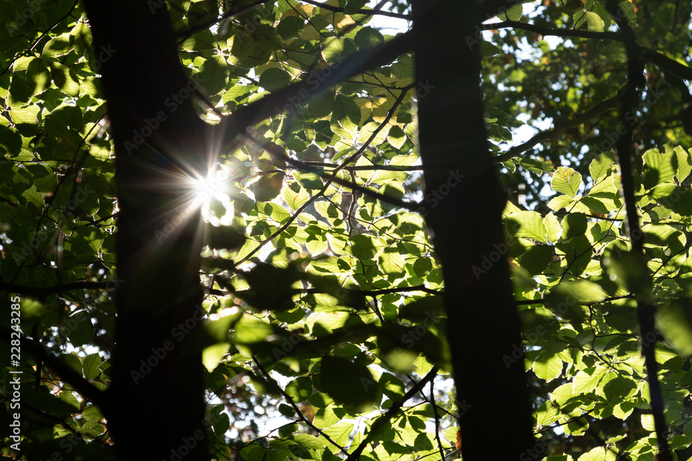 Fototapeta premium sunshine during leaves in the forest