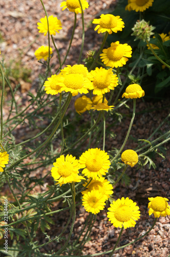 anthemis marschalliana or alpine marguerite or marschall's chamomile yellow flowers photo
