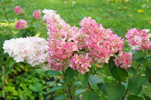 Foto Hydrangea paniculata vanille fraise white and red flowers