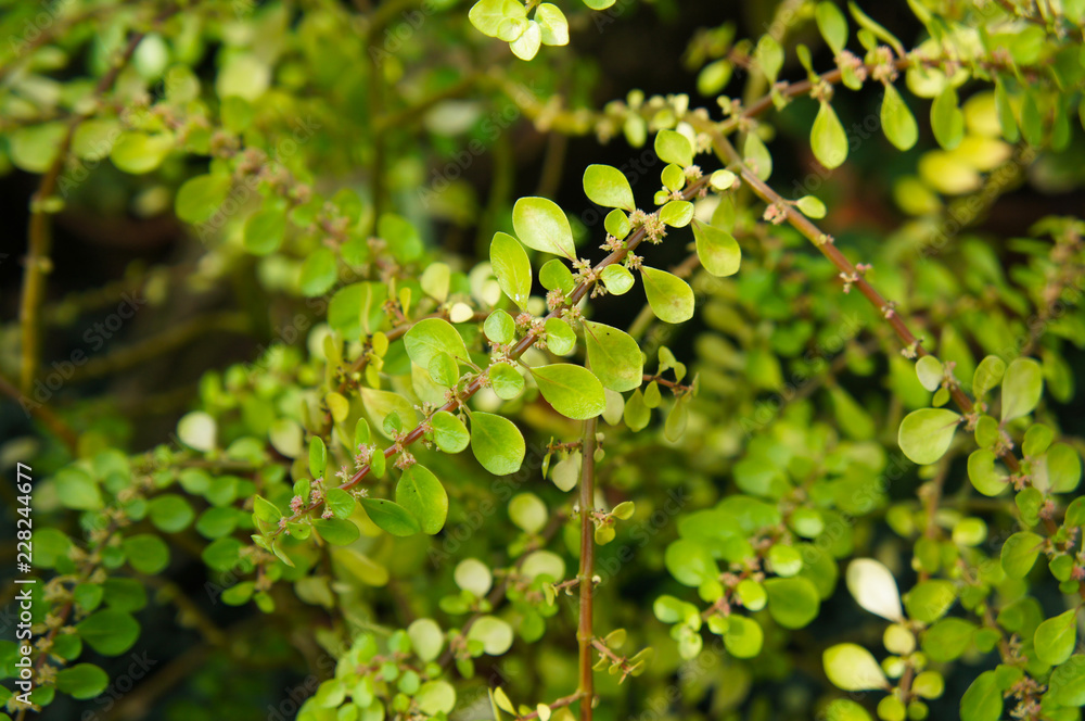 Pilea serpyllacea green plant