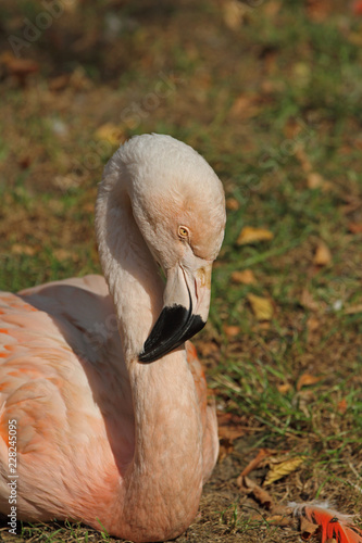 Flamingo